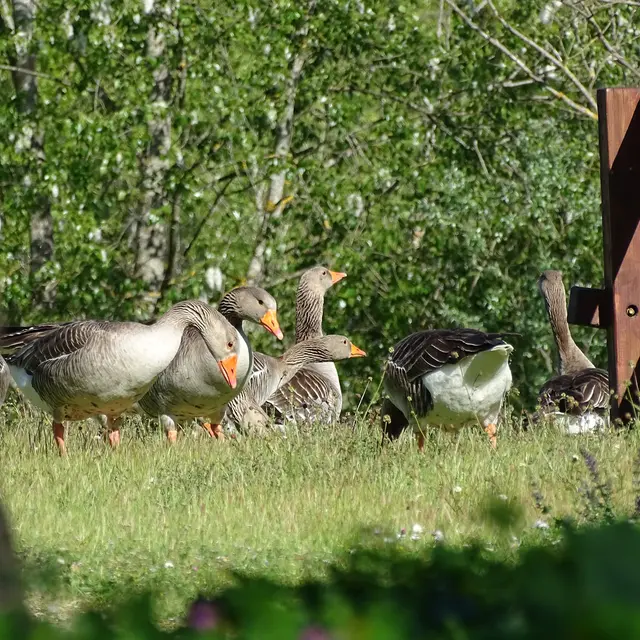Fête de la Nature : partez en Mission Nature au parc de la Lère_Monteils