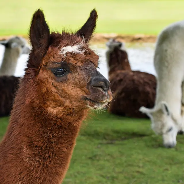 Lamas des Plaines