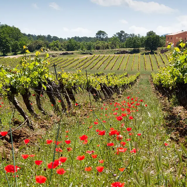 Domaine Longue Tubi_Flassans-sur-Issole