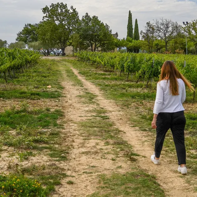 Itinéraire pédestre Sentier des Vignerons_Pierrevert