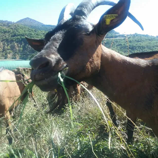 La ferme du Terrasson-Barras