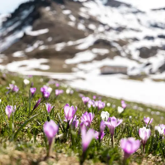 Des pistes au village, l'aventure continue à Samoëns_Samoëns