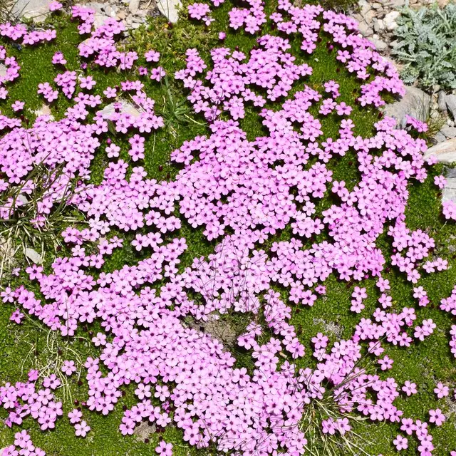 Stage botanique fleurs d'altitude