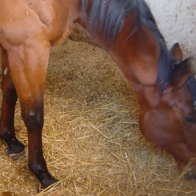 Club Hippique Marseille