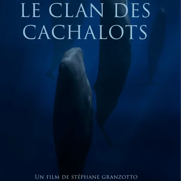 Projection - Le Clan des Cachalots - Stéphane GRANZOTTO_Saint-Gervais-les-Bains