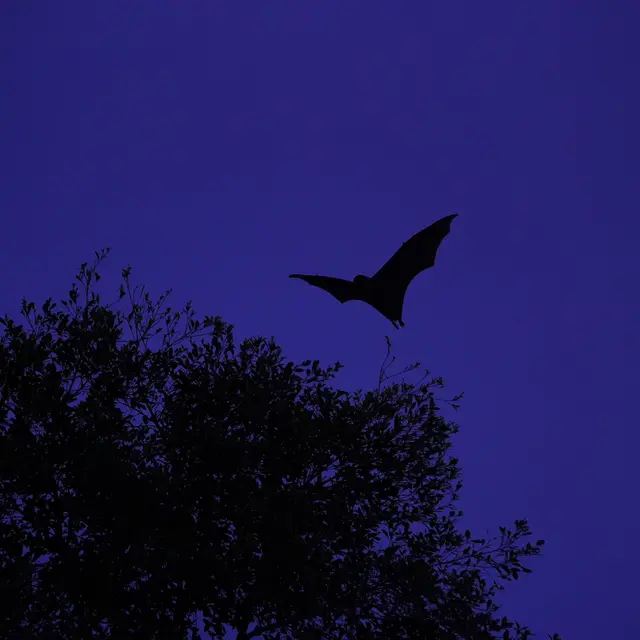 Animation nocturne | Des chauves-souris à découvrir aux abords du musée !_Saint-Pierre-de-Chartreuse