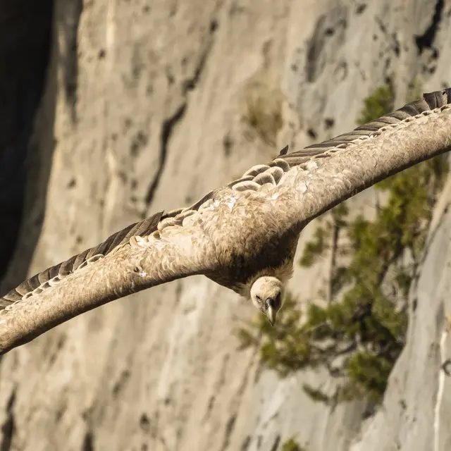 Sortie : Découverte et observations des vautours du Verdon_Aiguines
