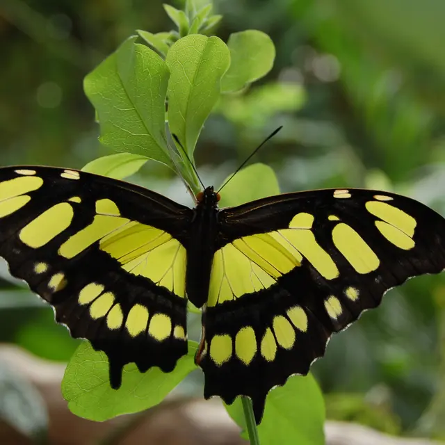 Papillon