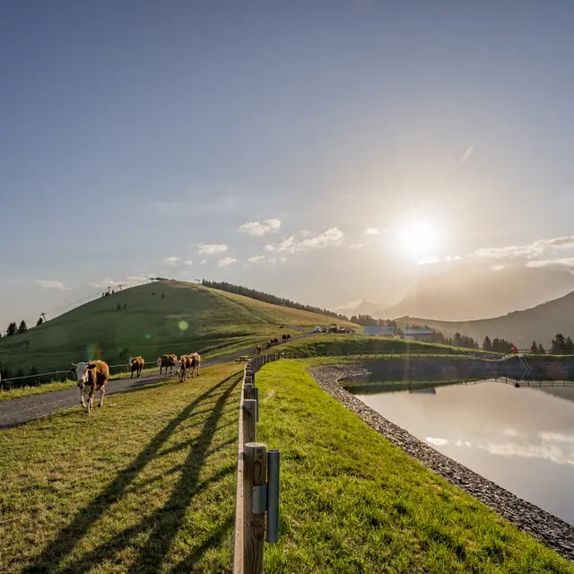 Alpage de Joux