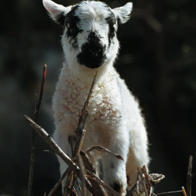 Atelier animé : pastoralisme et domestication_Tende