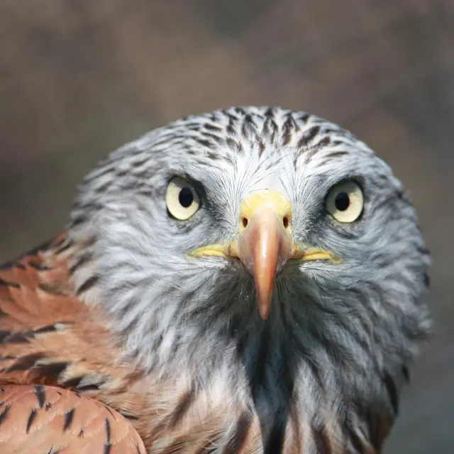 Comptage européen du Milan royal_Roche-la-Molière