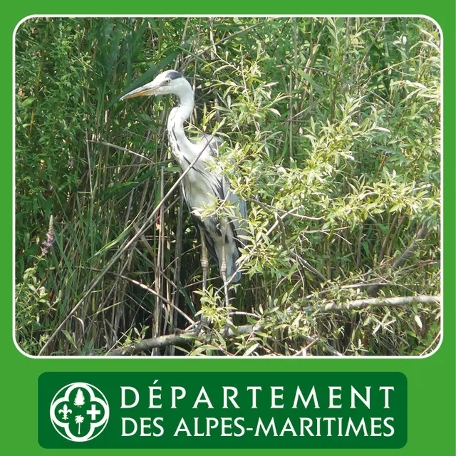 Atelier  Observations ornithologiques de l’étang _Villeneuve-Loubet