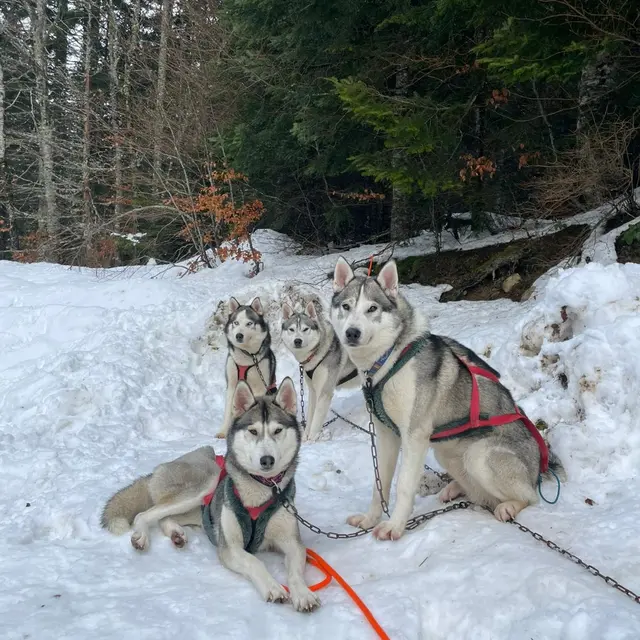 Cani rando - Drecik's Dogs_Les Sept Laux Prapoutel
