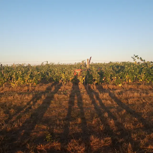 Cours dans les vignes