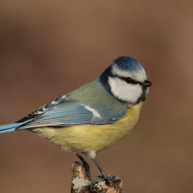 Atelier Écoutez et découvrez les oiseaux_La Tronche