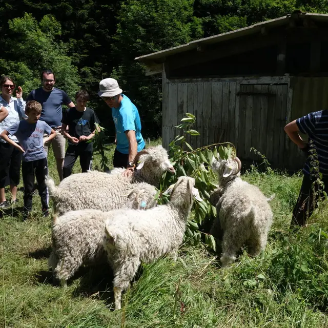 Du pré à l’assiette ou aux chaussettes : balade avec les chèvres et dégustation_Fougax-et-Barrineuf