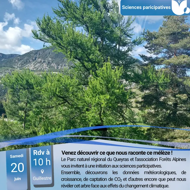Les mélèzes nous racontent_Guillestre