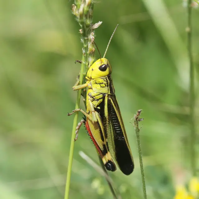 Soirée papillons et orthoptères_Molines-en-Queyras