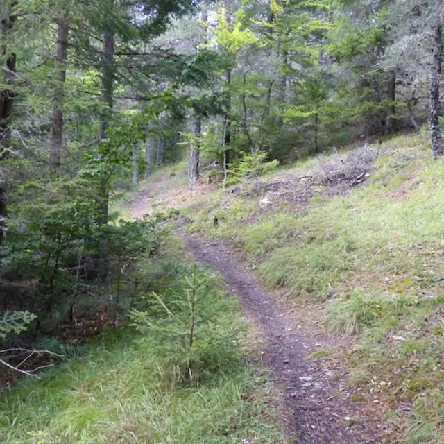 La Forestière A/R n°8