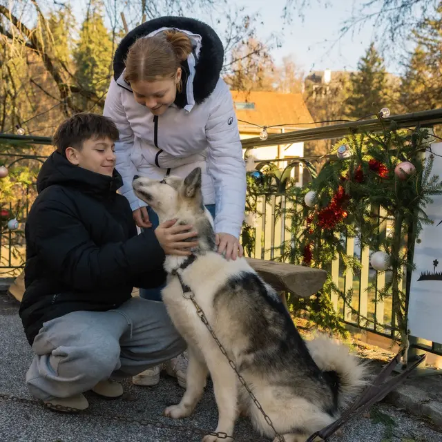 Sortie cani-balade face au Mont-Blanc_Passy