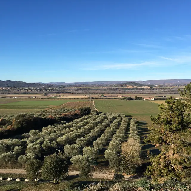 Itinéraire pédestre Oraison Les Oliviers