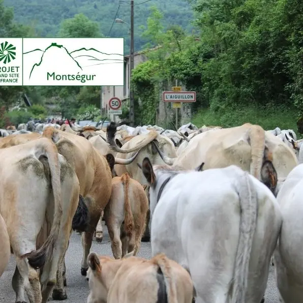 Transhumances des vaches