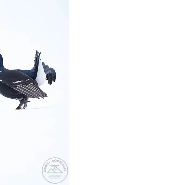 Parade du Tétras lyre