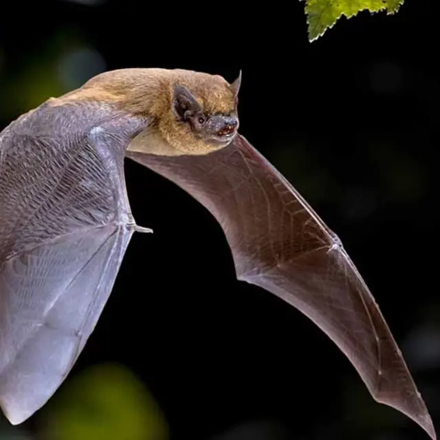 Chauve-souris, reines de la nuit