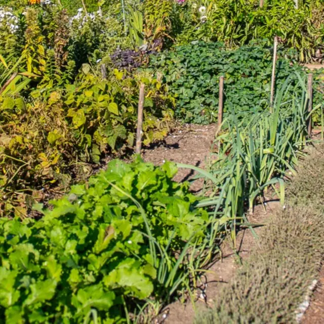 Festival Ventoux Saveurs - Atelier économisons l'eau au potager_Vaison-la-Romaine