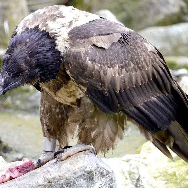 Découvrez les oiseaux des Alpes avec le Bureau Montagne de Passy_Passy