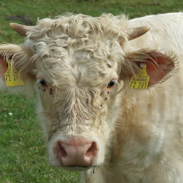 Bernard Pascal - Producteur