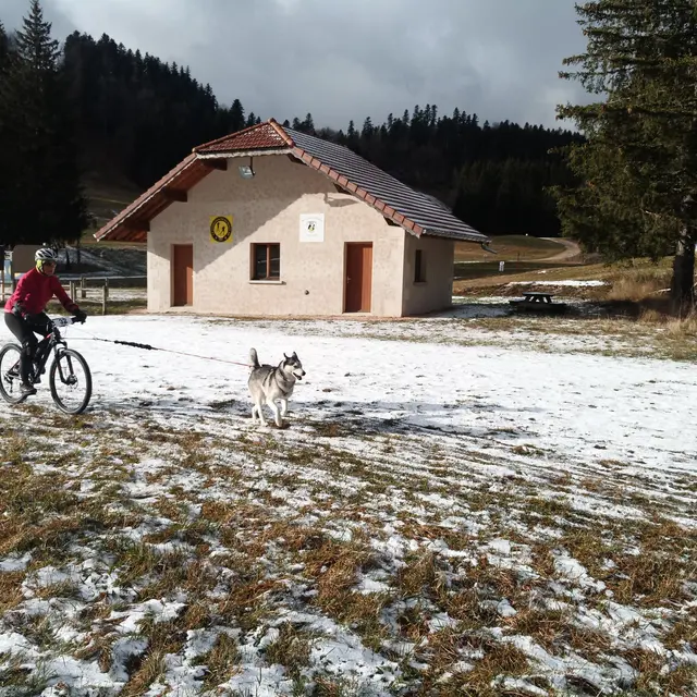 Canicross  - Les grenouilles sur un plateau_Plateau d'Hauteville