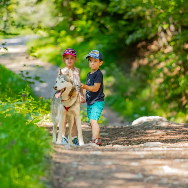 Sortie cani-rando face au Mont-Blanc_Passy