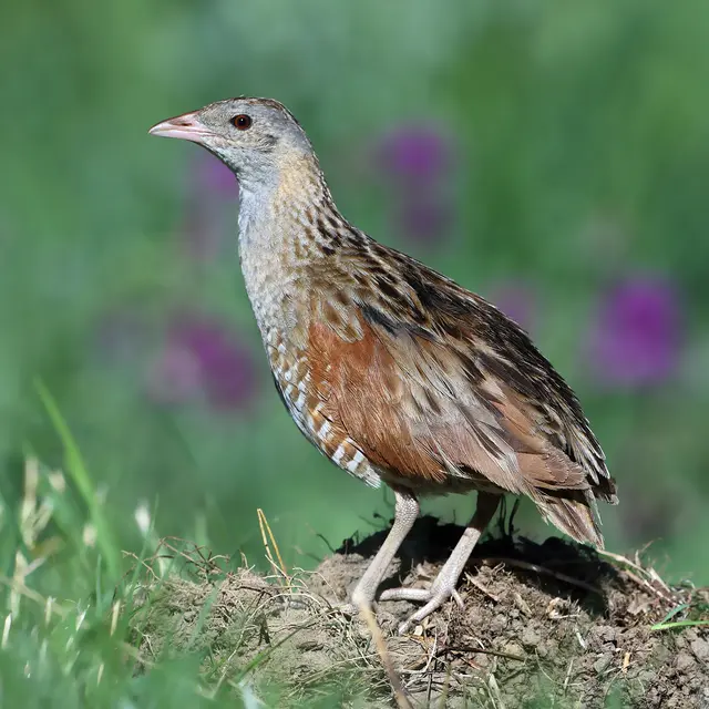 À la découverte du Râle des genêts_Cervières