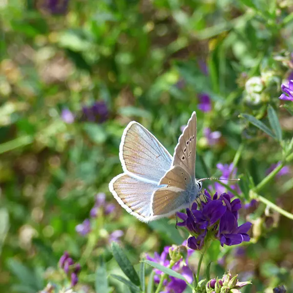 Papillon