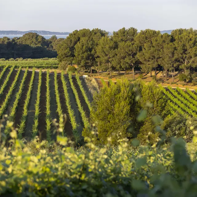 Pique nique dans les vignes à Figuière_La Londe-les-Maures