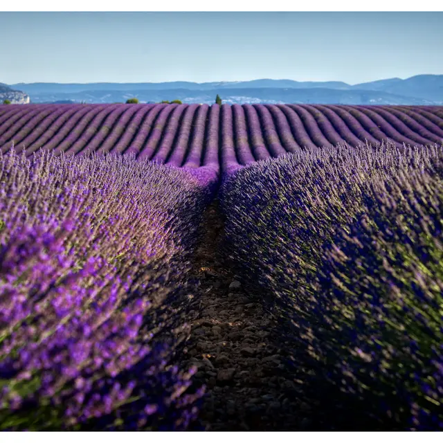 Domaine Les Grandes Marges