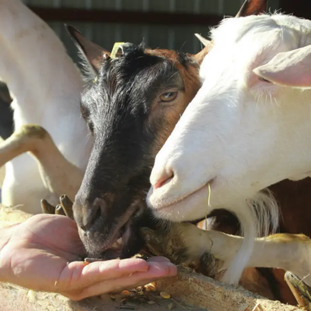 Les chèvres d'Amandine