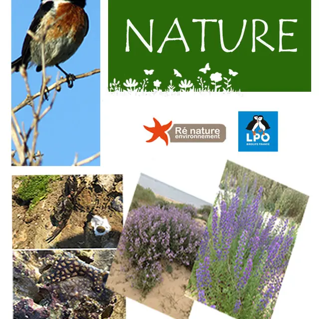 Déambulation Nature_Sainte-Marie-de-Ré