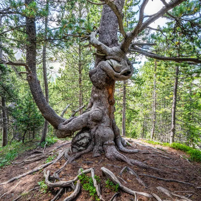 Rando des arbres remarquables