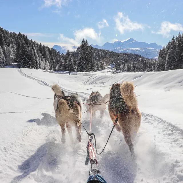 Baptême découverte en chiens de traîneaux au Praz de Lys