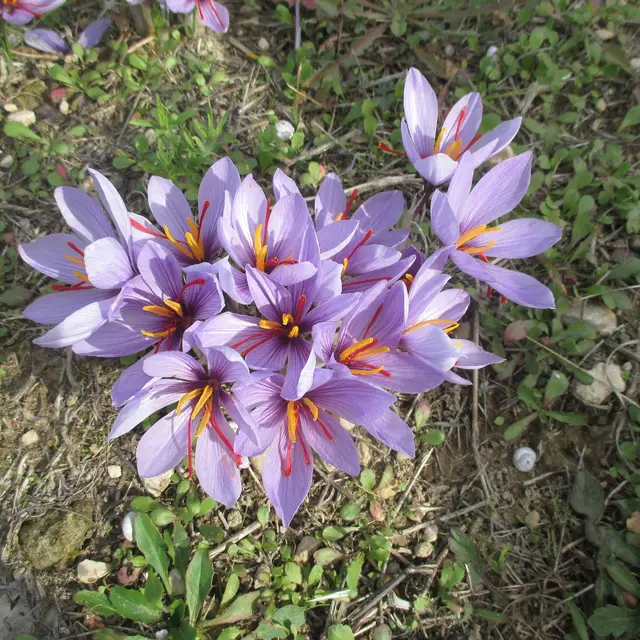 Safre et Safran à Loriol du Comtat