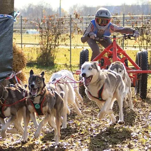 Découverte du mushing - Offre spécial groupes_Champéry