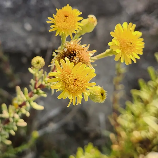 Sortie nature : flore des calanques de Cassis_Marseille