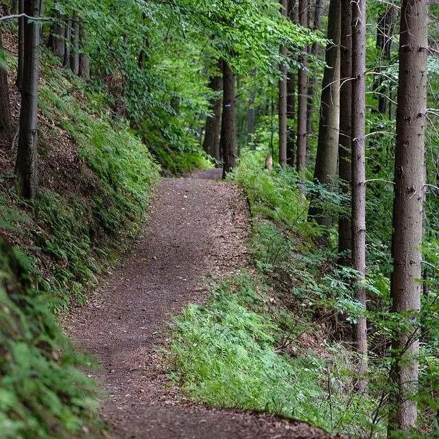 Bon plan VTT La combe Oternaud et le bois de Sisay