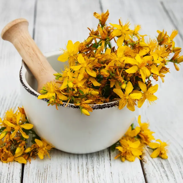 Plantes médicinales_Tence