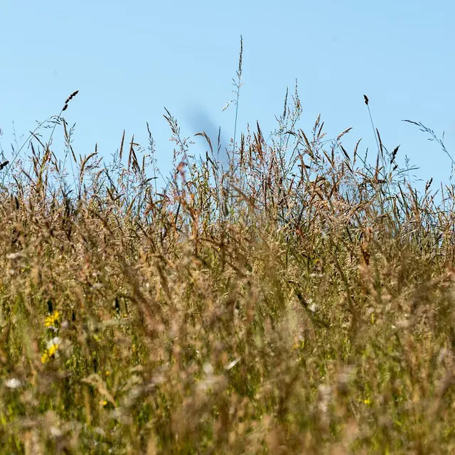 herbes et fleurs des champs avant les foins