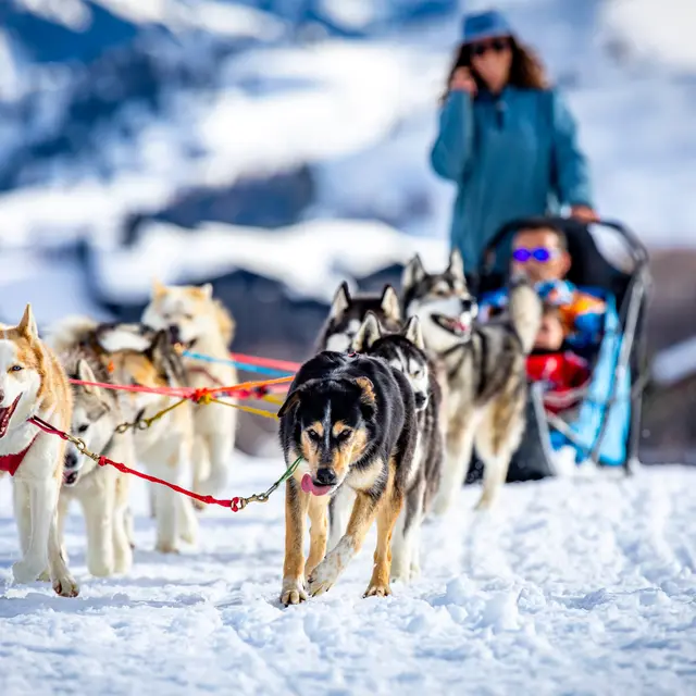 Balade en chiens de traineau avec White Forest_La Toussuire