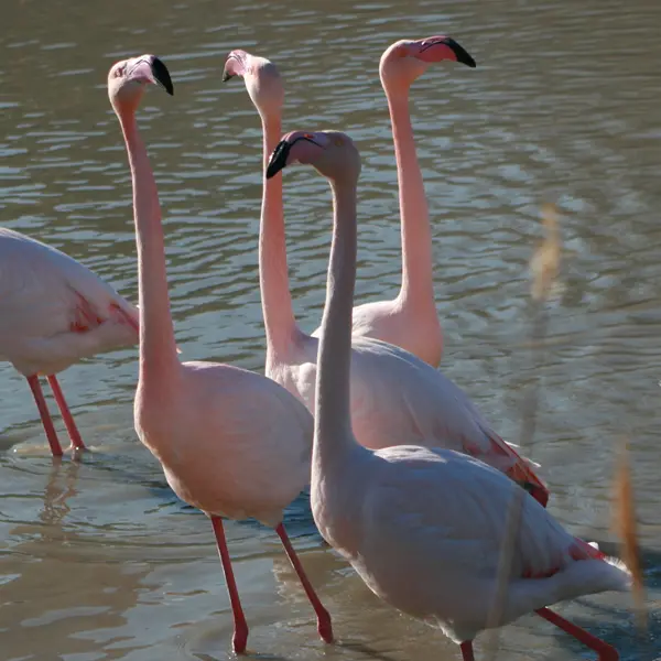 Ces drôles d'oiseaux_Marseille