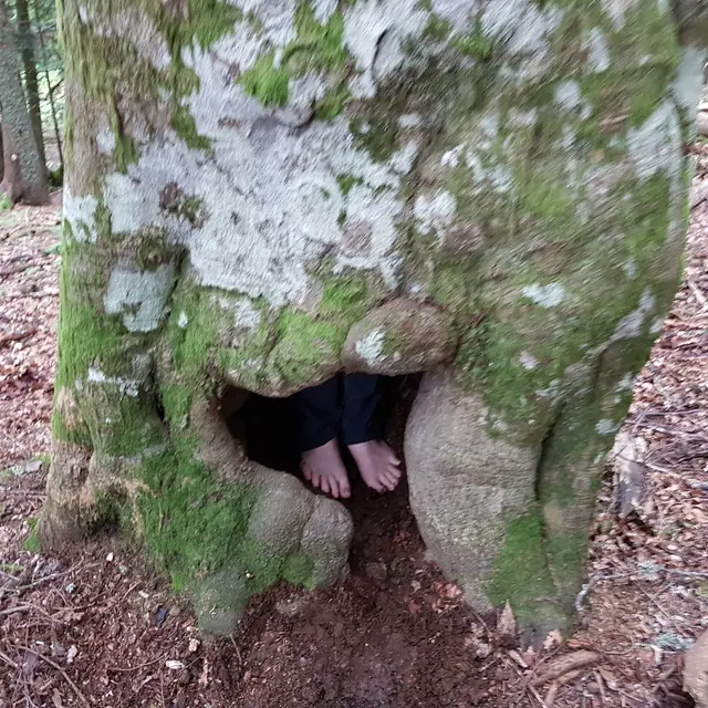 La vie de la forêt : le monde des arbres_Revel